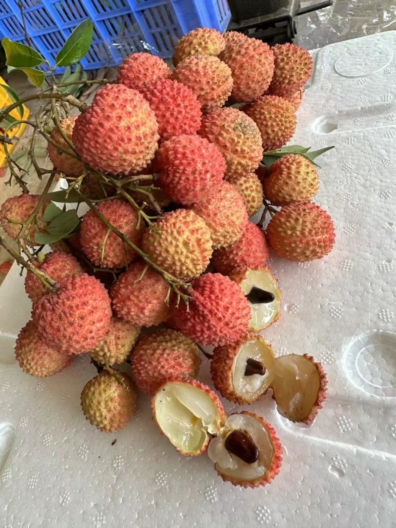 广西桂平市麻垌镇桂味荔枝，情人荔（中国红），仙进奉，禾荔