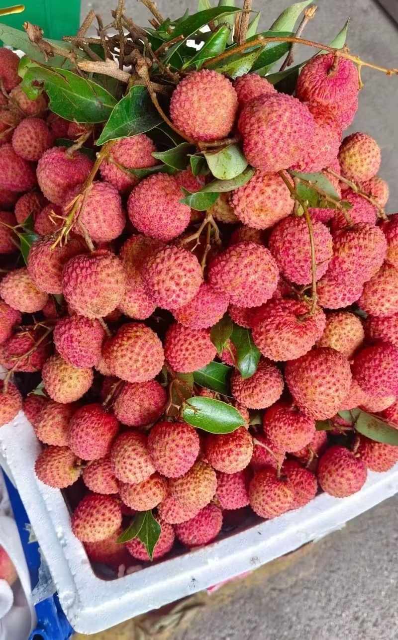 广西桂平市麻垌镇桂味荔枝，情人荔（中国红），仙进奉，禾荔