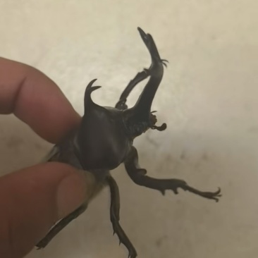 独角仙