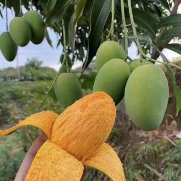 雷州覃斗芒果