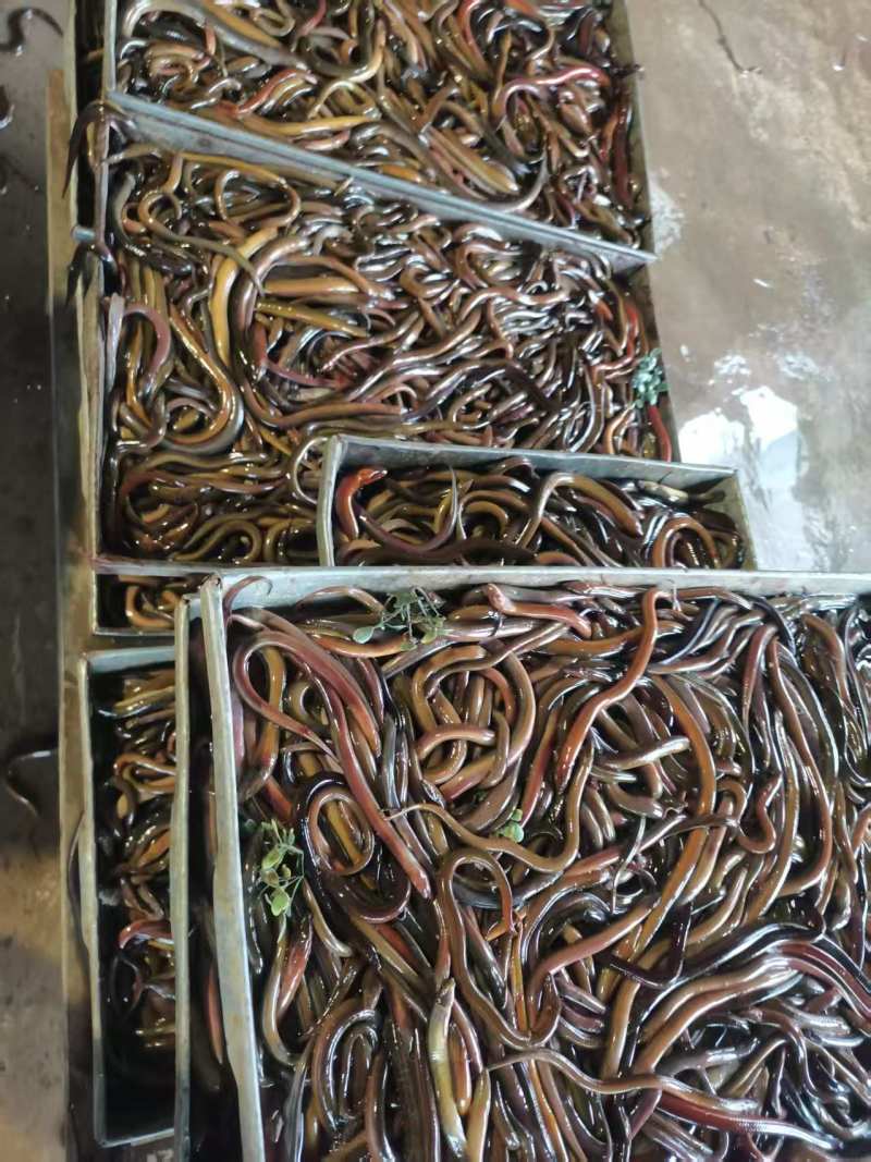 冻板黄鳝
