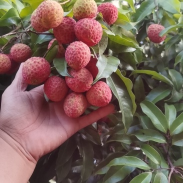 桂味，糯米糍荔枝