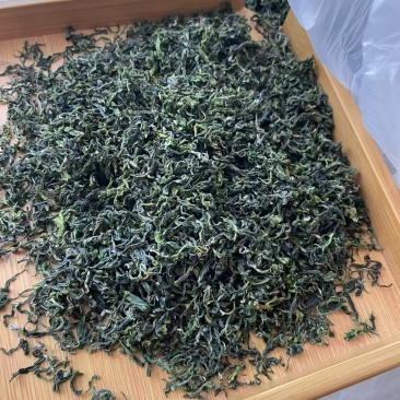 日照绿茶2025新茶