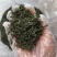 日照绿茶2025新茶