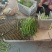 芦笋基地长年有货