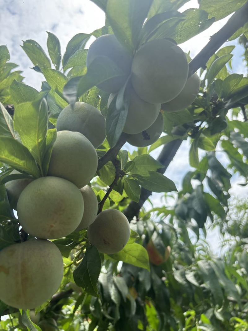 新疆恐龙蛋味帝李：李子界的贵族