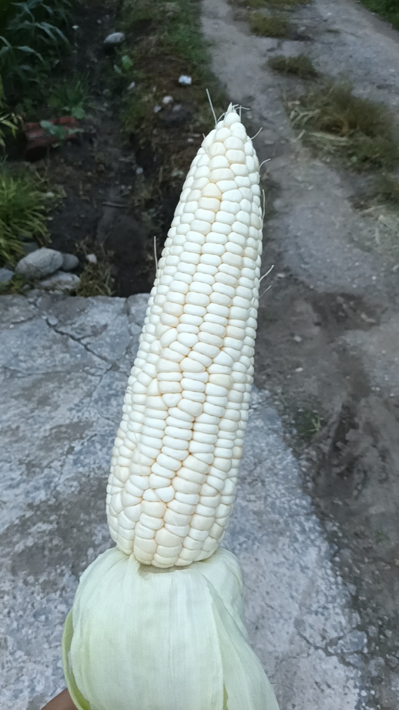 白糯玉米