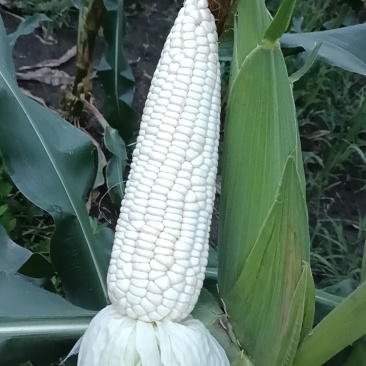 白糯玉米
