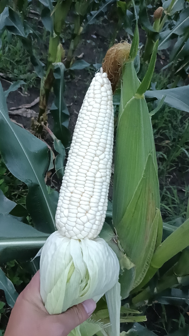 白糯玉米
