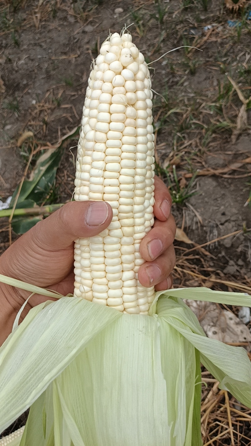 白糯玉米