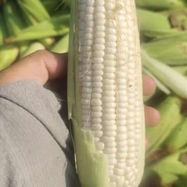 白甜加糯，糯玉米，