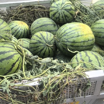 京欣西瓜，甜王西瓜，美都西瓜