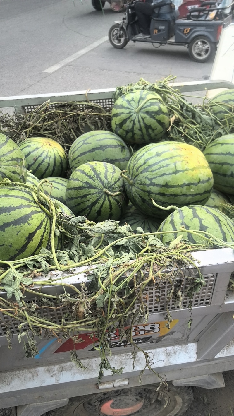 京欣西瓜，甜王西瓜，美都西瓜