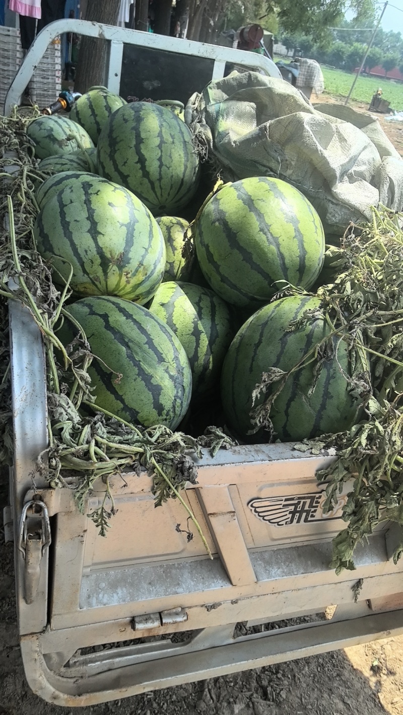 京欣西瓜，甜王西瓜，美都西瓜