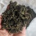 日照绿茶板栗香新茶2025