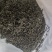 日照绿茶，