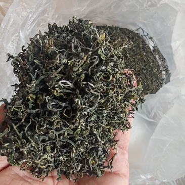日照绿茶新茶2025