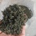 日照绿茶新茶2025