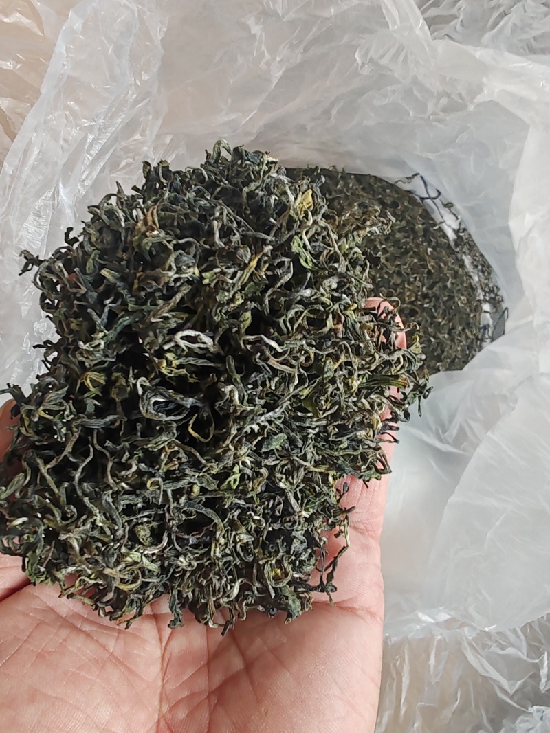 日照绿茶新茶2025