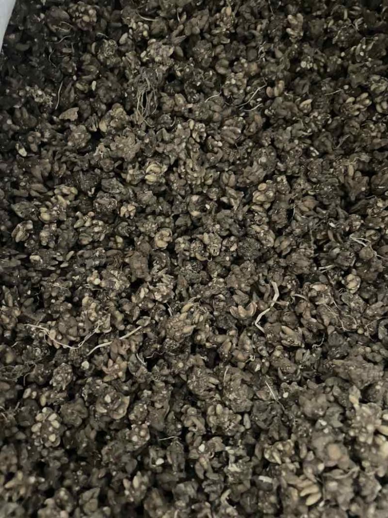 黄皮尖爪黑皮尖爪统货产地直发