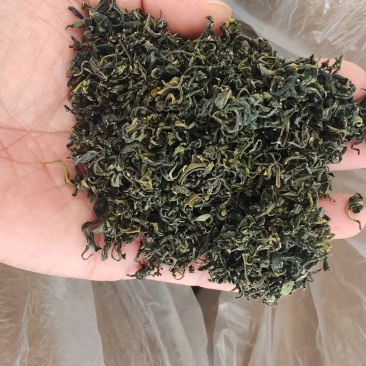 日照绿茶新茶板栗香