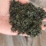 日照绿茶新茶板栗香