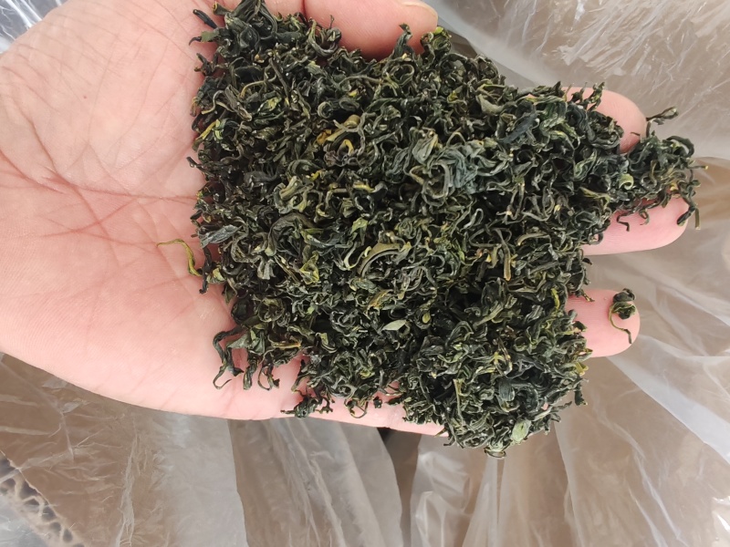日照绿茶新茶板栗香