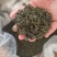 日照绿茶板栗香，火香味重