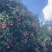 广西禾荔