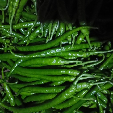 8号线椒