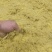 野生蒲黄