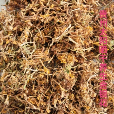 贵州金银花