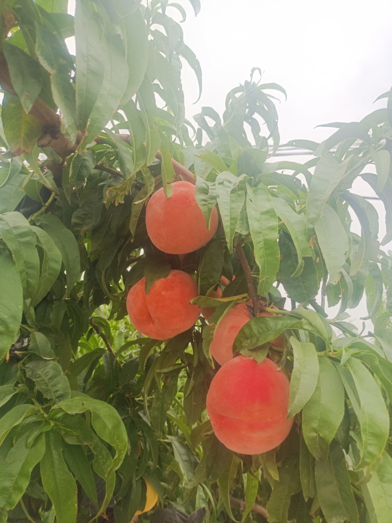 新乡卫辉市后河镇中桃9
