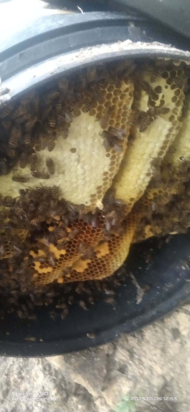 蜂蜜