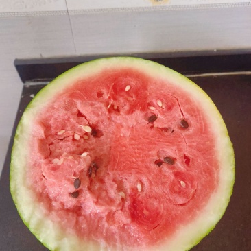 温县黄河滩天龙西瓜