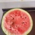 温县黄河滩天龙西瓜