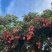 荔枝