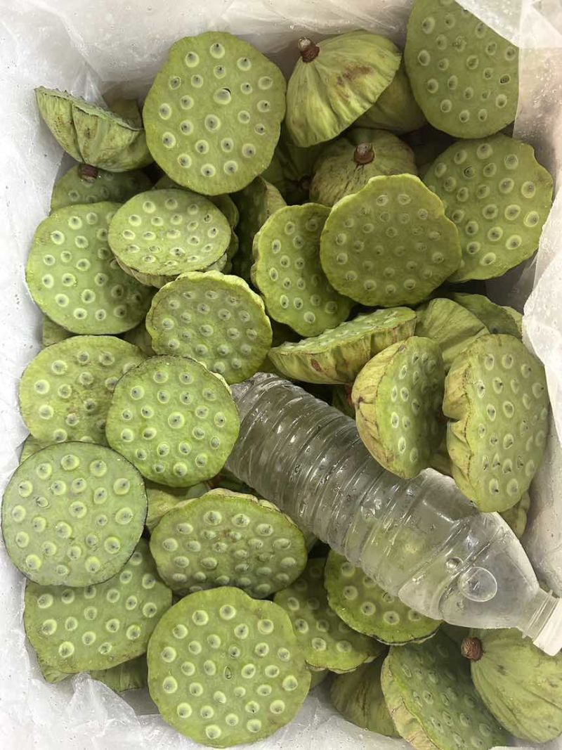 莲蓬