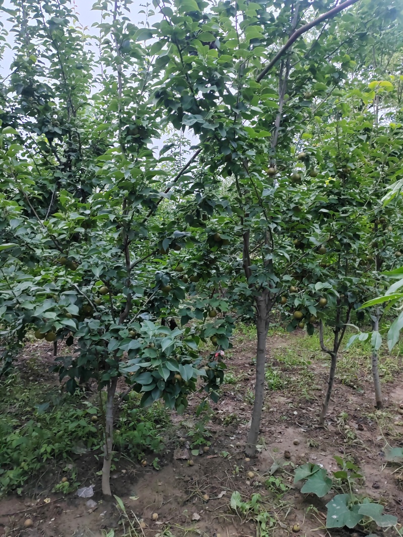 梨树