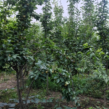 梨树