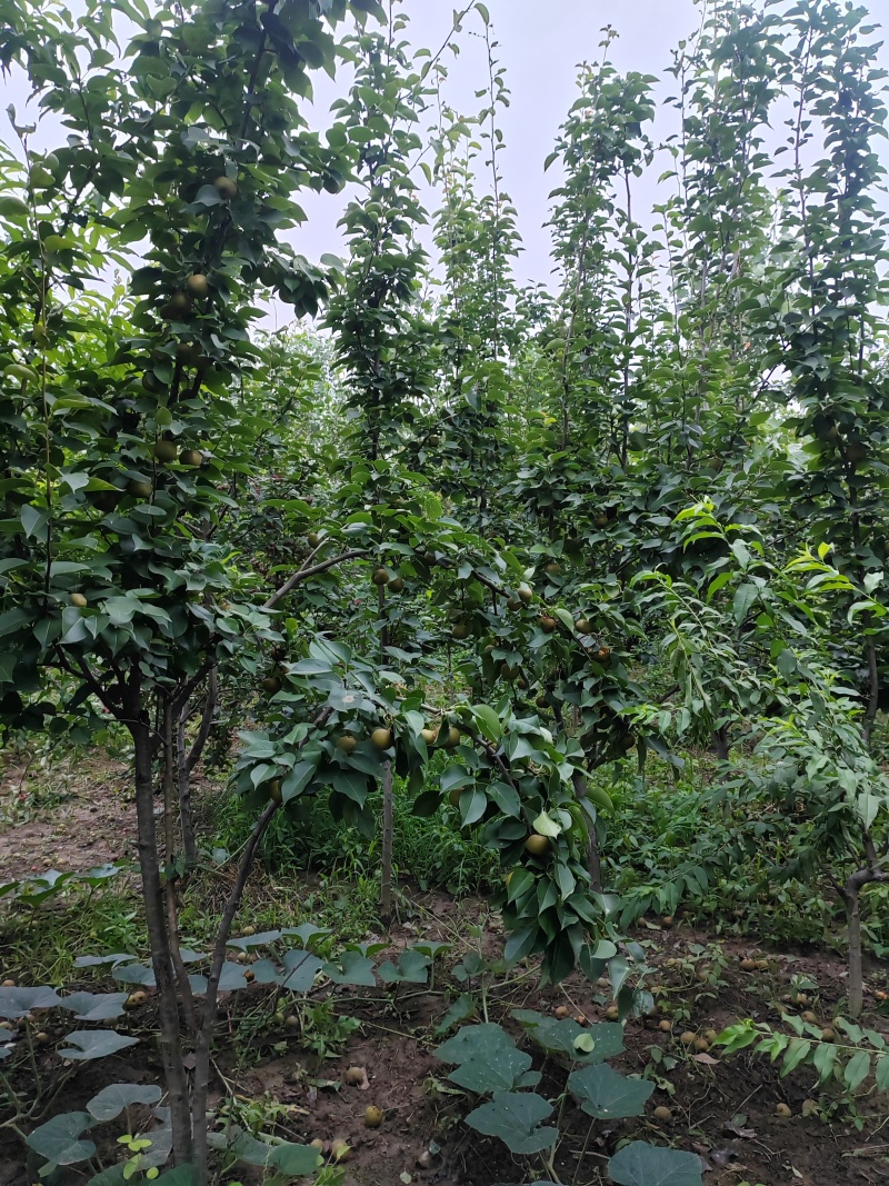 梨树
