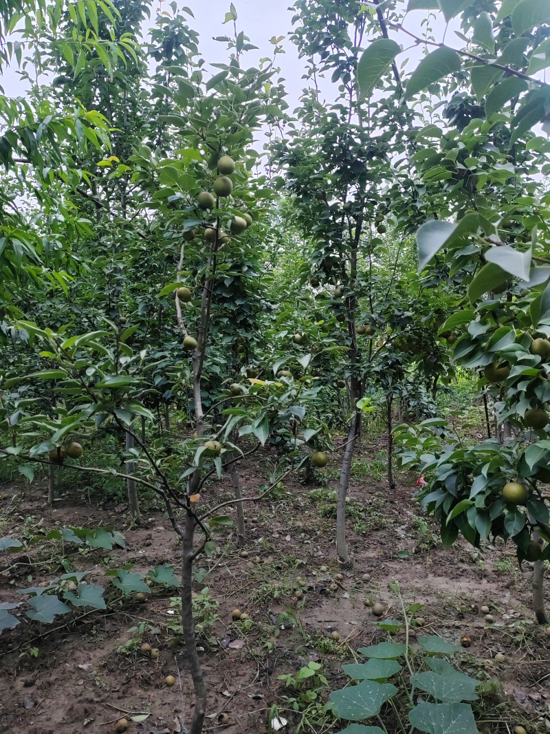 梨树