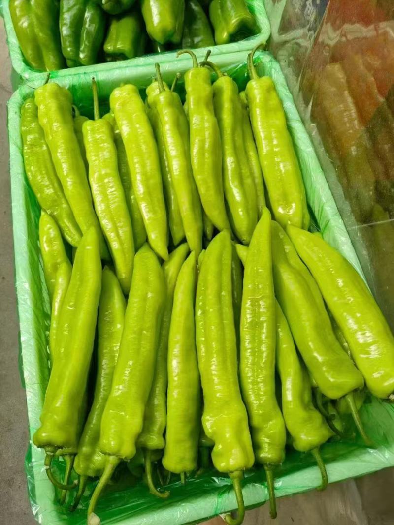 鲜辣椒，螺丝椒