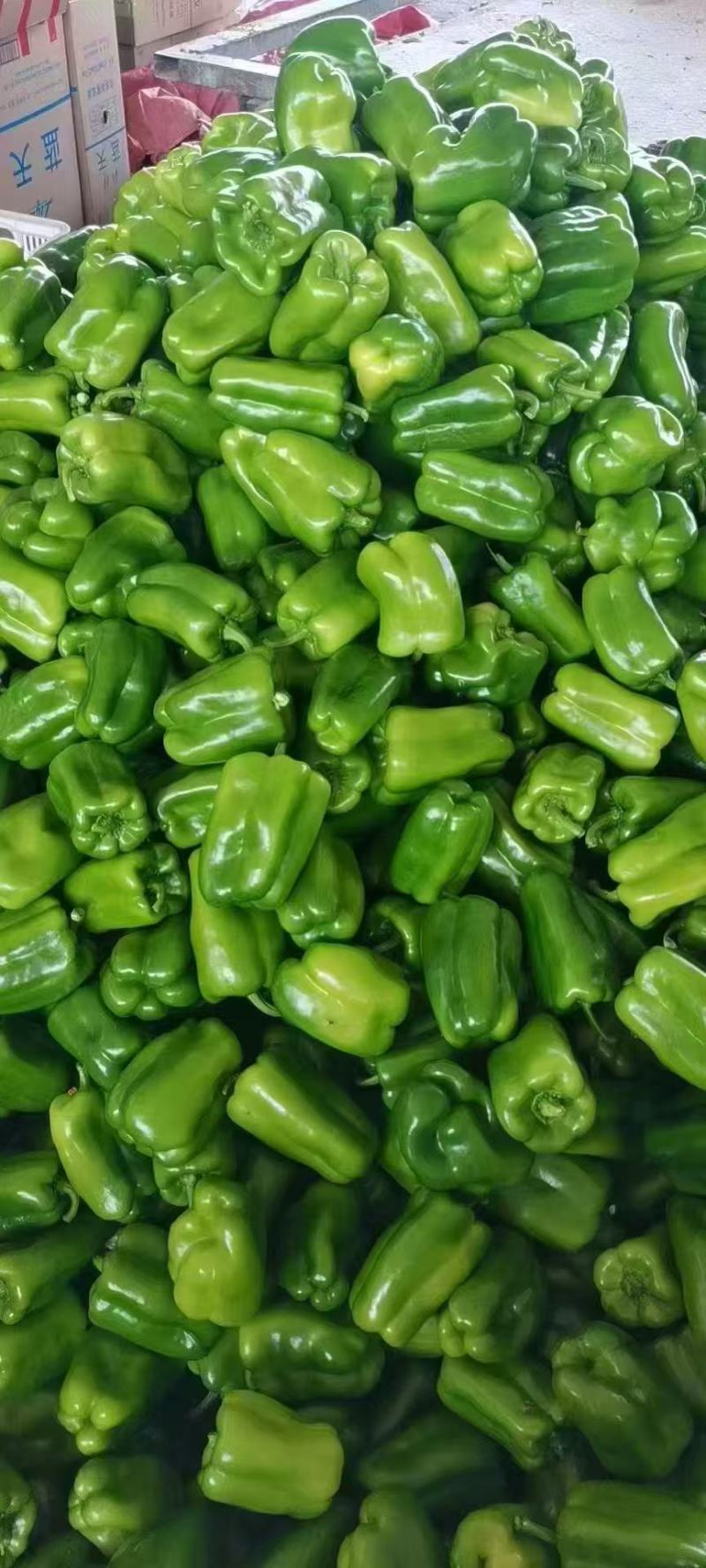 鲜辣椒，螺丝椒