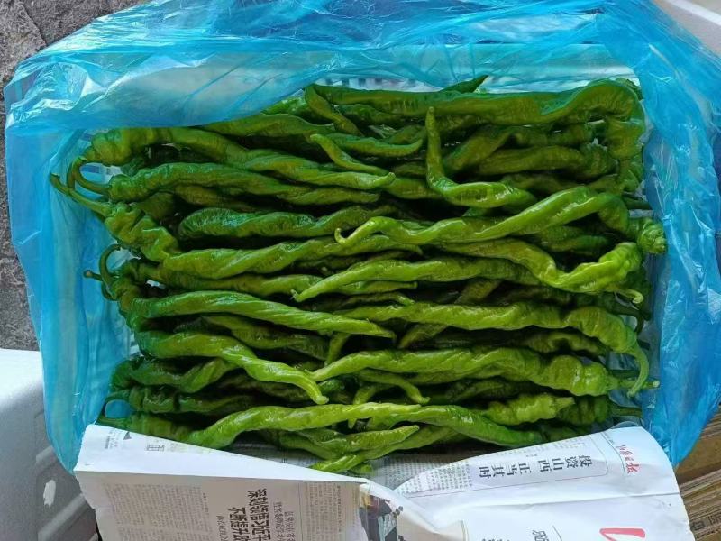 鲜辣椒，螺丝椒