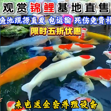 观赏鱼:锦鲤，常年大量销售，基地直发