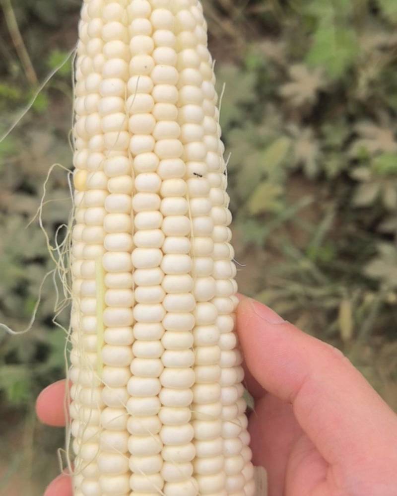 美玉27号加甜糯玉米