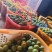 贵州六马蜂糖李