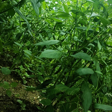青椒二荆条自己家乡中的20亩地。有需要请联系