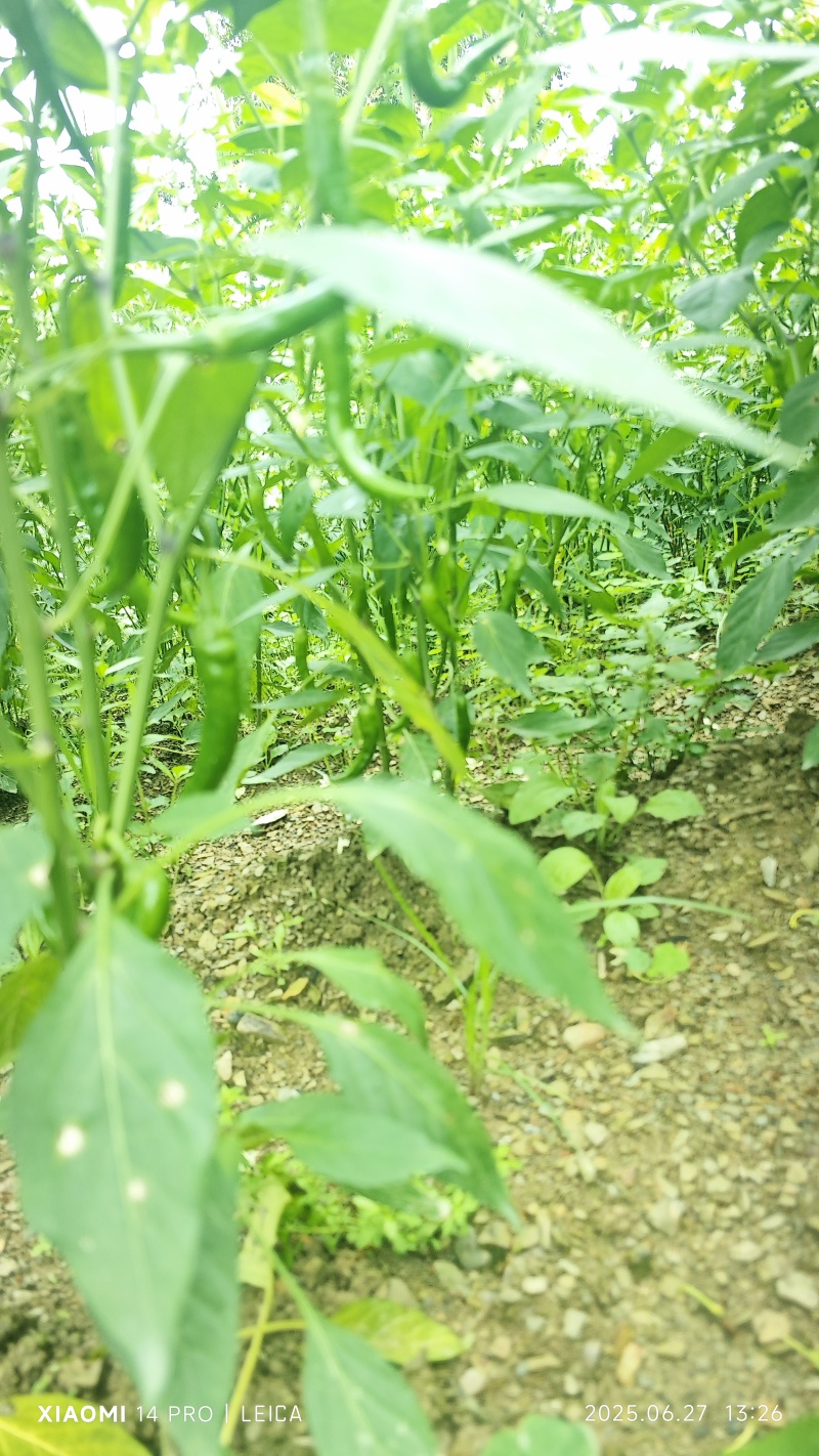 青椒二荆条自己家乡中的20亩地。有需要请联系